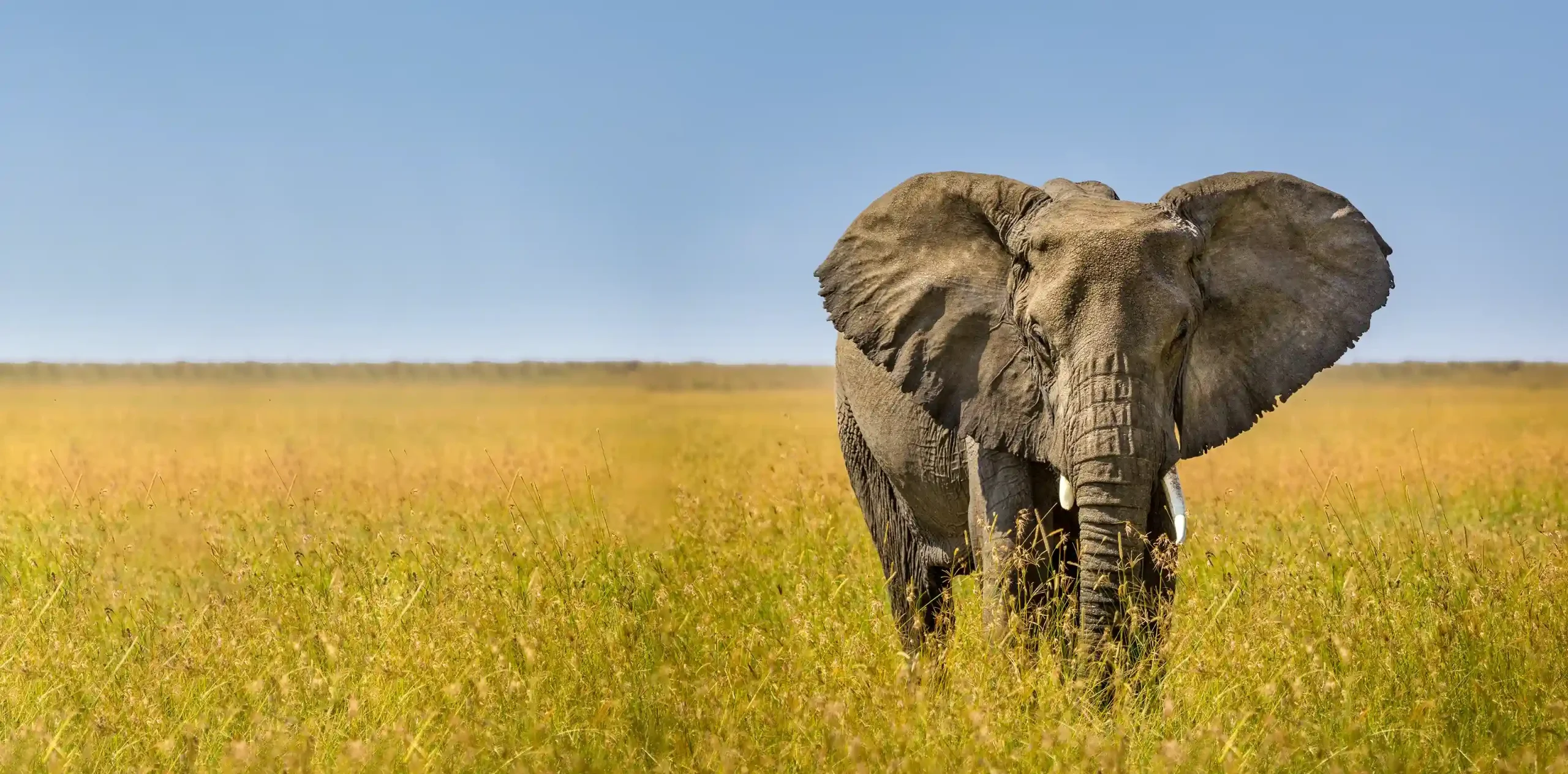 tanzania-safari-faqs-banner